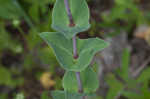 Scarlet beardtongue